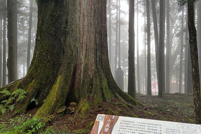 Alishan Day Tour from Chiayi (Incl. Park Entrance) - Chukou Visitor Center: the 15-minute reset stop