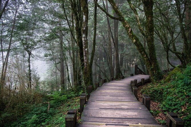 Alishan Join In Day Tour from Taichung (Incl. Park Entrance) - One-day Alishan: what the 11-hour schedule really feels like
