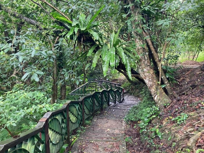 From Taipei: Pinglin Tea Culture and Maokong Guided Day Tour - Bagua tea and Pinglin’s tea farms: where rows become symbols