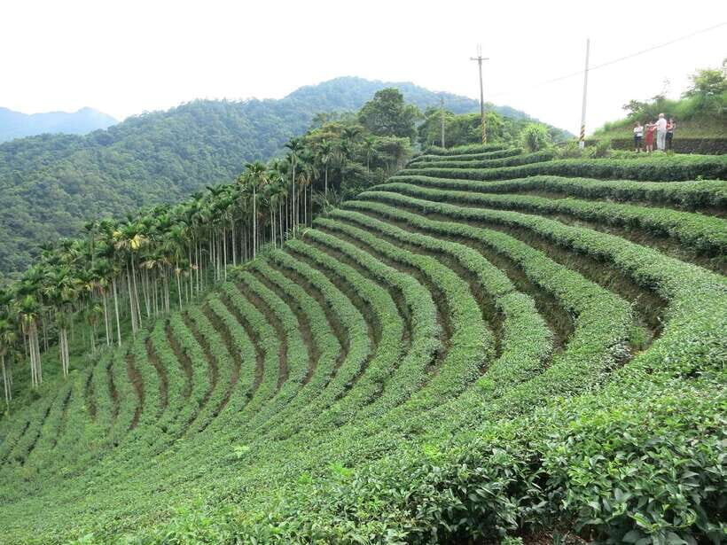 From Taipei: Thousand Island Lake and Pinglin Tea Plantation - Pinglin Tea Museum: history in a Hokkien Siheyuan courtyard