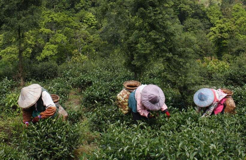 From Taipei: Thousand Island Lake and Pinglin Tea Plantation - Who should book this, and who should skip it