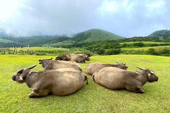 Full-day Tour in Yangmingshan & Beitou from Taipei (Small Group) - Price and what you’re really paying for at $75
