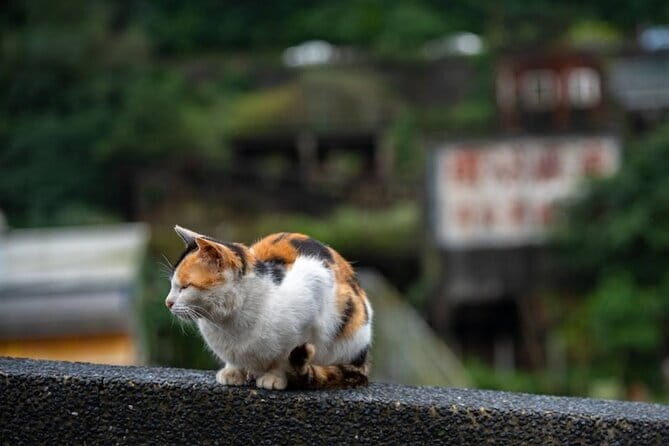 Jiufen, Shifen and Houtong Cat Village Private Tour - Key things I’d focus on before you go