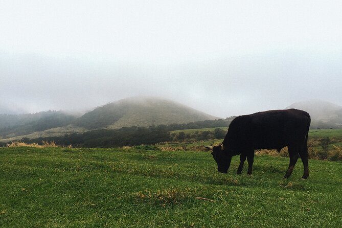 One Day Hike around Taipei's Yangmingshan National Park - Key highlights you’ll care about