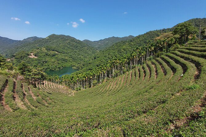 Pinglin Tea Culture & Maokong Day Tour from Taipei - Maokong Mountain Start: Tea Town Air and Fast Altitude Change