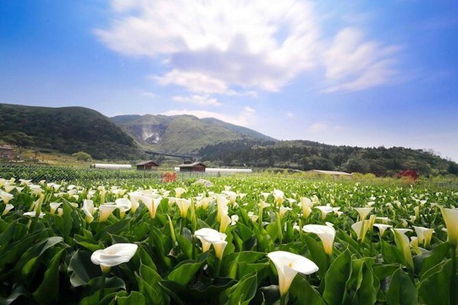Private Yangmingshan & Beitou Tour from Taipei with Pickup - Lengshuikeng, Qingtiangang grassland, and Xiaoyoukeng walks