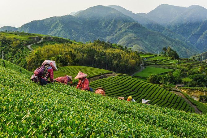 Sip & Savor: Maokong Tea & Shenkeng Stinky Tofu Private Day Tour - Quick takeaways before you go