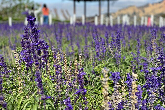 Taichung Must-Visit Join In Day Tour from Taipei - Zhongshe Tourism Flower Market: your first 40 minutes of color