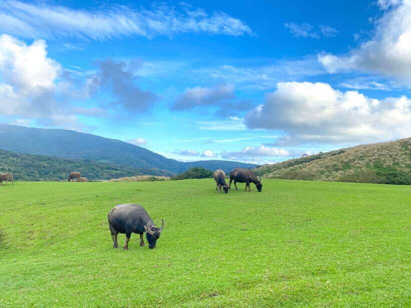Taipei: Yangmingshan & Beitou Full-Day Tour - Key Things to Know Before You Go
