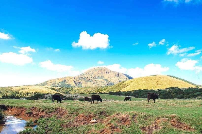 Taipei: Yangmingshan & Beitou Full-Day Tour - Getting Oriented: Taipei Main Station, Yellow-Shirt Guides, and a Full-Day Route