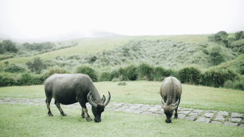 Taipei: Yangmingshan National Park Half-Day Tour - Value for $68: When Price Becomes Convenience