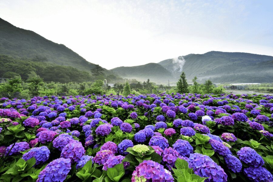 Taipei: Yangmingshan, Shifen, Jiufen & Yehliu Private Tour - Shifen Waterfall: Taiwan’s largest cascade and a misty walking finish