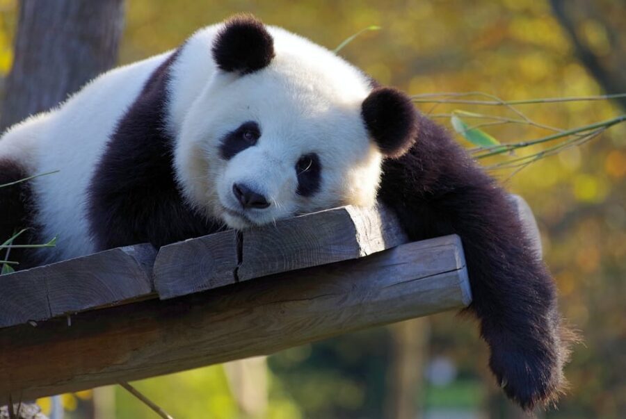 Taipei: Zoo Entrance Ticket - Key things to know before you go