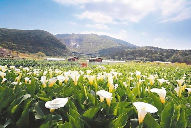 Taiwan TST : Private Tour Taipei, Yangmingshan, Beitou, Tamsui - Beitou Hot Spring Museum: Japanese-Era Bathhouse Roots