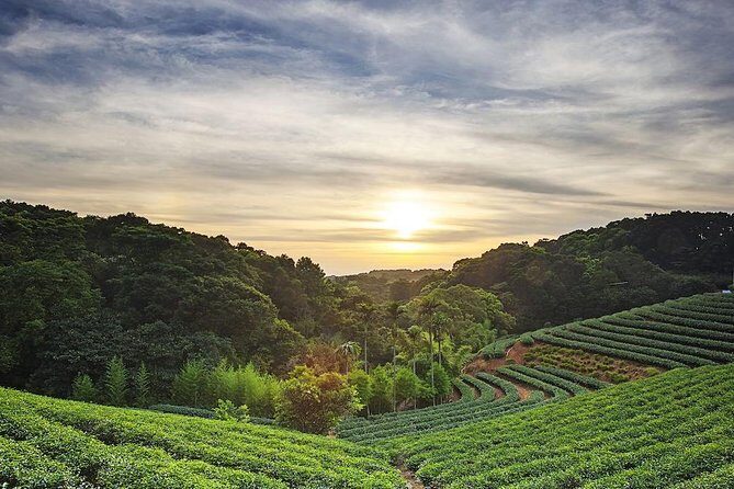 Tea of Taipei: Small-Group Tour with Taipei City Sightseeing - Key things you’ll notice on this Taipei tea tour