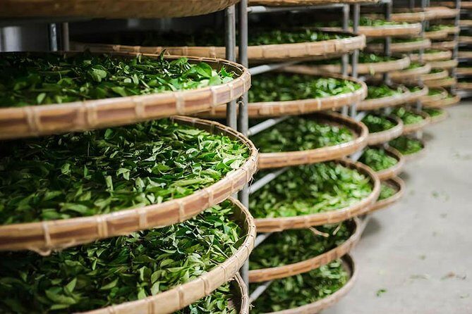 Tea of Taipei: Small-Group Tour with Taipei City Sightseeing - Taipei tea day: why Maokong and Bagua work so well together