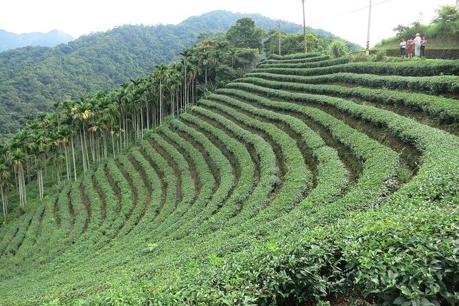 Thousand Island Lake and Pinglin Tea Plantation from Taipei - Why Thousand Island Lake and Pinglin tea make a great half-day break