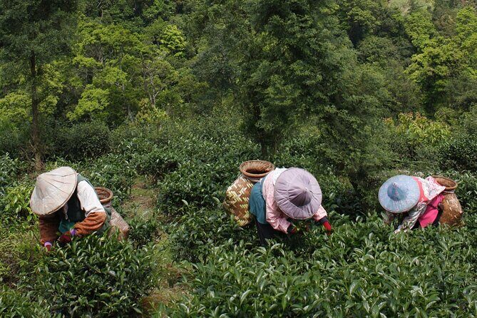 Thousand Island Lake and Pinglin Tea Plantation from Taipei - Bagua Tea Garden: walking tea rows with mountain air